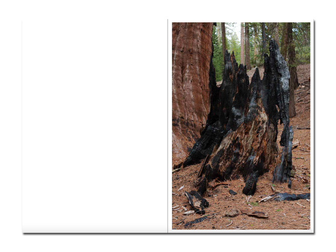 The Dark Wood — Danielle Mericle - immagine 2